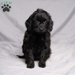 Darla, Cavapoo Puppy